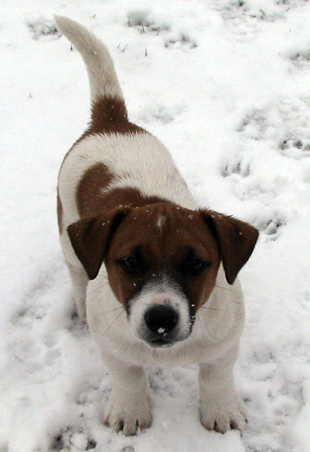 Jack Russell Terrier - štěně