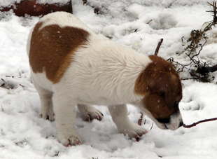 Jack Russell Terrier - štěně