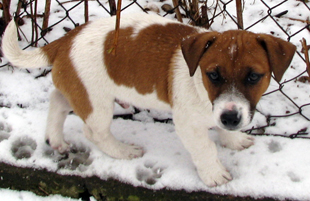 Štěně Jack Russell Terriera