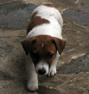 Jack Russell Terrier - štěně