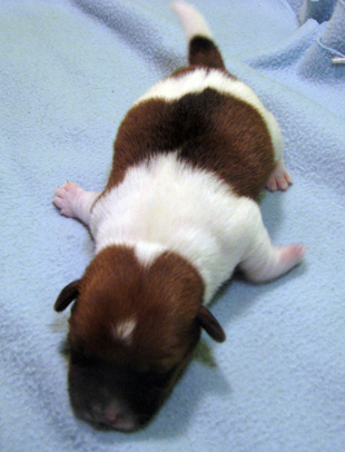 Jack Russell Terrier - a puppy