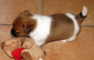 Jack Russell Terrier - štěně
