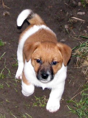 Jack Russell Terrier - štěně