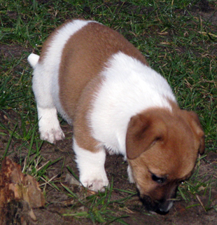 Štěně Jack Russell Terriera