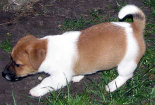 Jack Russell Terrier - štěně