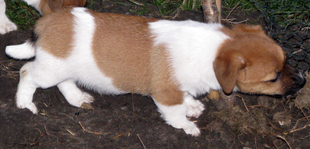 Štěně Jack Russell Terriera