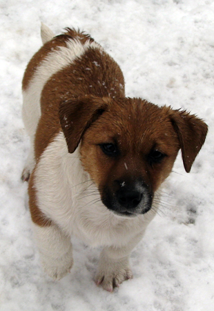 Jack Russell Terrier - štěně