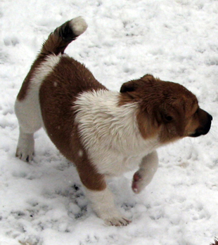 Štěně Jack Russell Terriera