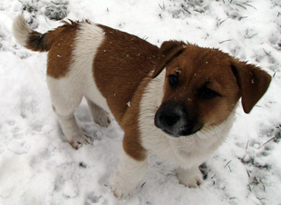 Jack Russell Terrier - štěně