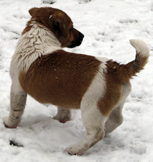 Štěně Jack Russell Terriera