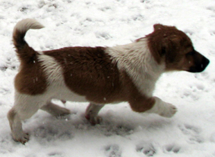 Jack Russell Terrier - štěně