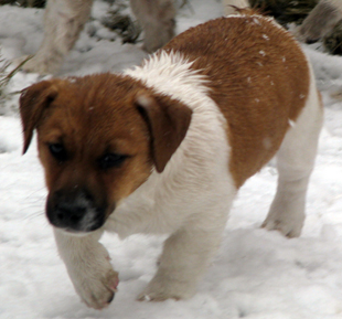 Jack Russell Terrier - štěně