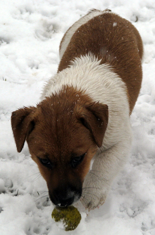 Štěně Jack Russell Terriera