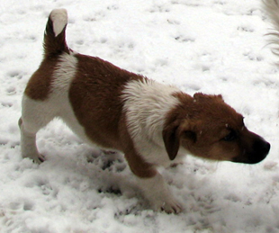 Jack Russell Terrier - štěně