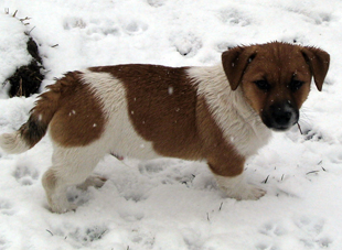 Jack Russell Terrier - štěně