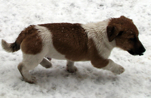 Štěně Jack Russell Terriera