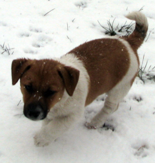 Jack Russell Terrier - štěně