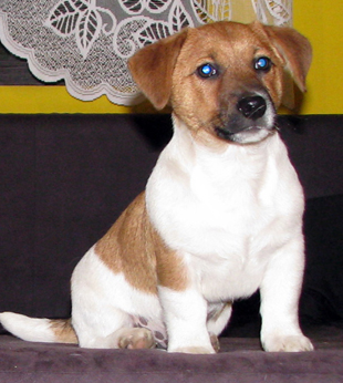 Štěně Jack Russell Terriera