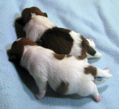 Top Quality Australian Jack Russell Terier puppies