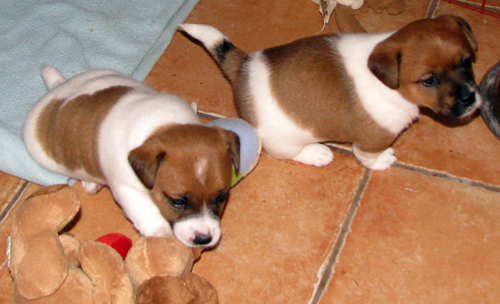 Vendita cuccioli Jack Russell Terrier prezzo