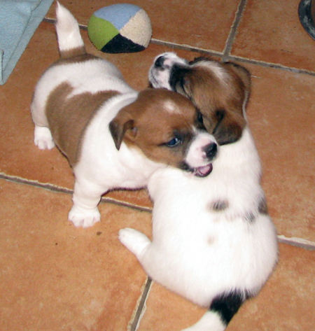 Top Quality Australian Jack Russell Terier puppies - Zuzana Slanska