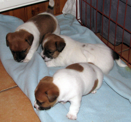 Top Quality Australian Jack Russell Terier puppies