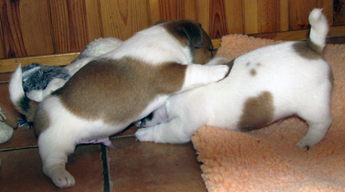 Top Quality Australian Jack Russell Terier puppies - Zuzana Slanska