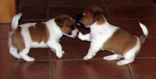 Vendita cuccioli Jack Russell Terrier prezzo