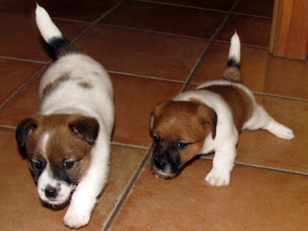 Vendo cuccioli Jack Russell - Stitary - Sumna