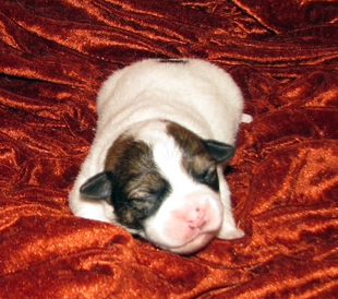 Jack Russell Terrier puppy