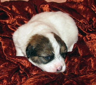 Jack Russell Terrier male puppy