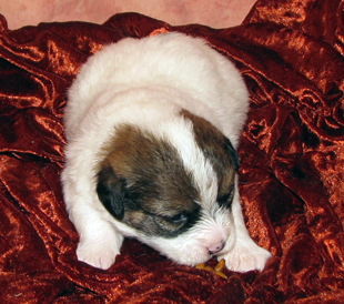 Un cucciolo dall'allevamento Armonia Canina