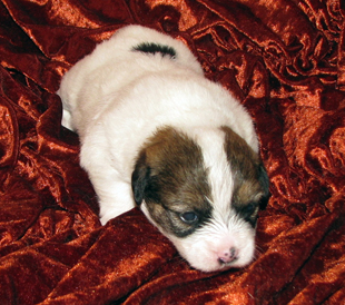 Cucciolo di Jack Russell Terrier