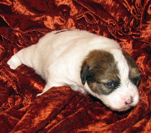 Un cucciolo dall'allevamento Armonia Canina