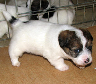 Jack Russell Terrier Welpe