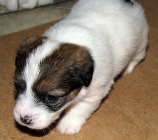 Un cucciolo dall'allevamento Armonia Canina