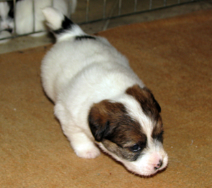 Jack Russell Terrier Welpe