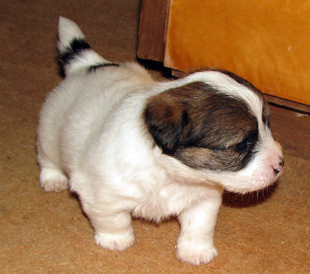 Un cucciolo dall'allevamento Armonia Canina