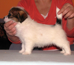 Jack Russell Terrier Welpe