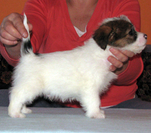 Un cucciolo dall'allevamento Armonia Canina