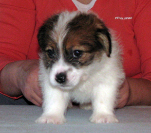 Un cucciolo di Jack Russell Terrier