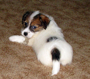 A puppy of Jack Russell Terrier