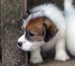 Un cucciolo di Jack Russell Terrier