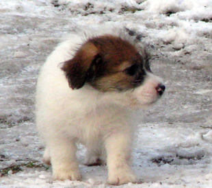 Un cucciolo dell'allevamento Armonia Canina