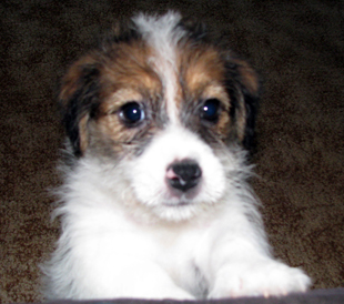 A puppy of Jack Russell Terrier