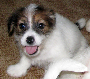 A puppy from the kennel Armonia Canina