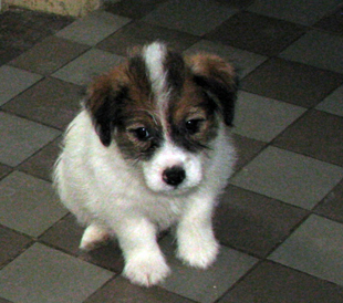 A puppy from the kennel Armonia Canina