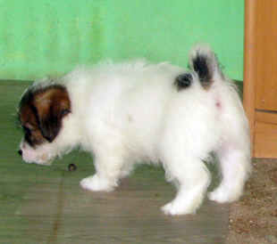 A puppy of Jack Russell Terrier