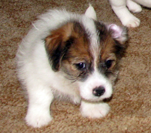 A puppy of Jack Russell Terrier