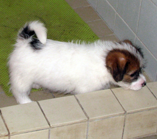 Un cucciolo di Jack Russell Terrier